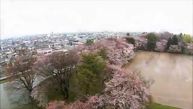 霞城の桜【ろ】（山形市）