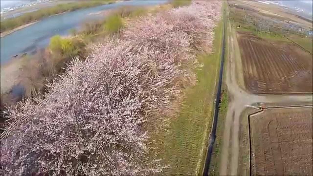 寒河江川の桜（河北町）