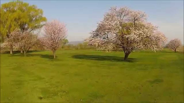 河原の桜（河北町）