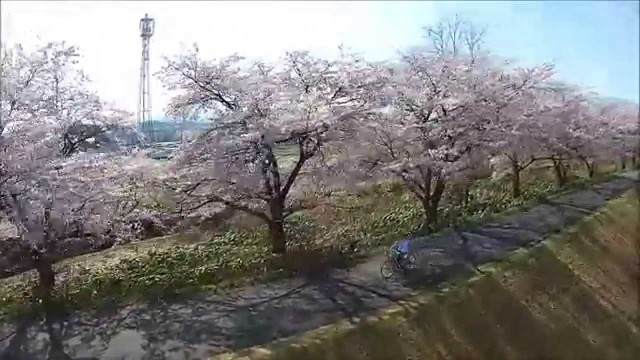 松川の桜（米沢市）