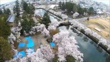 上杉桜（米沢市）