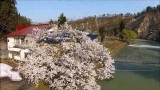白川の桜（飯豊町）