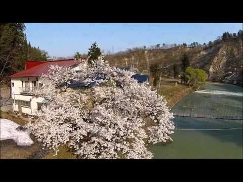 白川の桜（飯豊町）